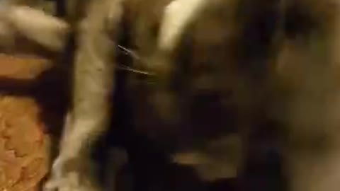 No Cat Christmas
