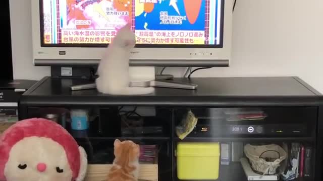 Two Kittens Trying to Catch The Toy In TV