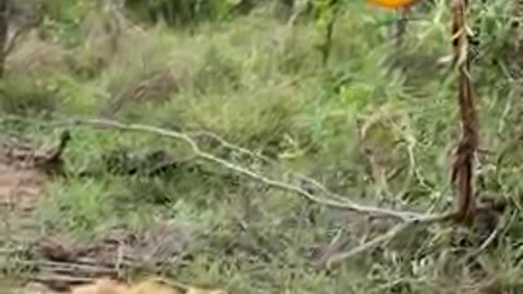 Brave Lion Cub Sneaks Up On Sleeping Dad