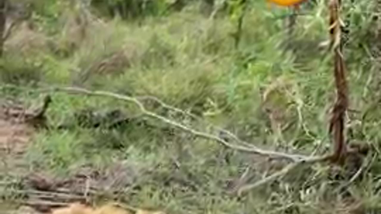 Brave Lion Cub Sneaks Up On Sleeping Dad