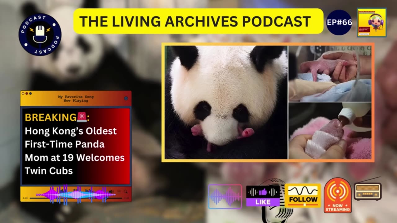 EXCLUSIVE🚨: Oldest First-Time Panda Mom at 19 Welcomes Twin Cubs