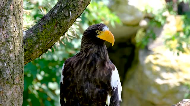 The mighty eagle