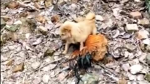 Epic Fight Chicken VS Dog