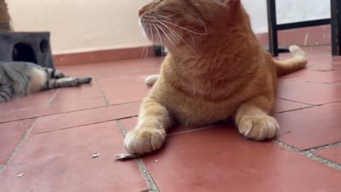 A Day in the Life of a Cat #13