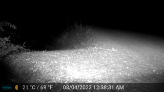 Linx coming up the mountain