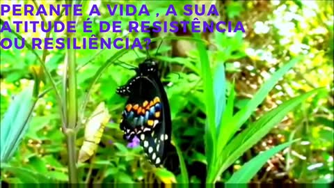 Resistência ou Resiliência