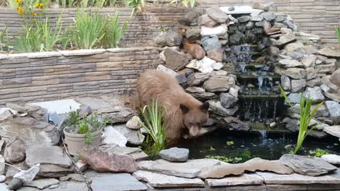 Bear Takes a Dip in Koi Pond