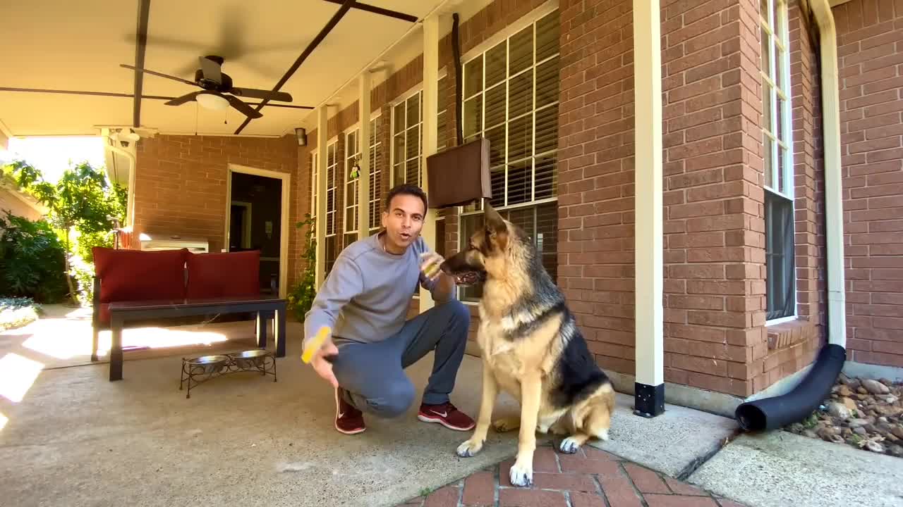 How I Trained My Dog In Hindi | Hindi Vlog | Indian Vlogger In USA |...