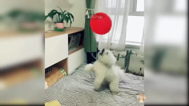 Cute Dog Playing With Her Balloon