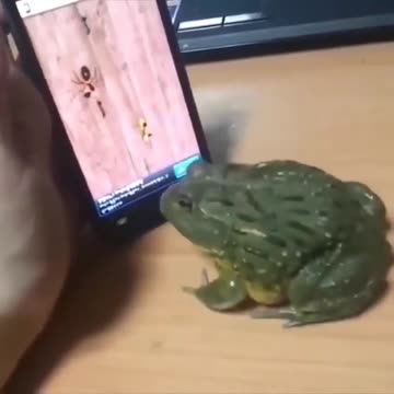 when frog playing
