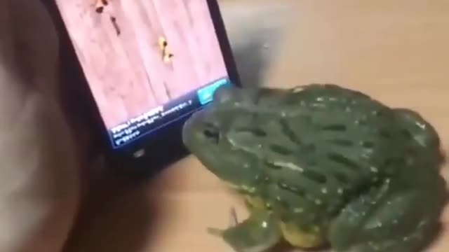 when frog playing