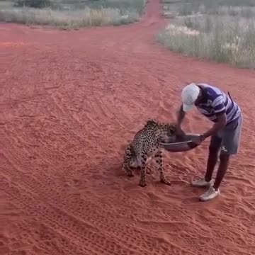 For the cheetah, it's lunch time