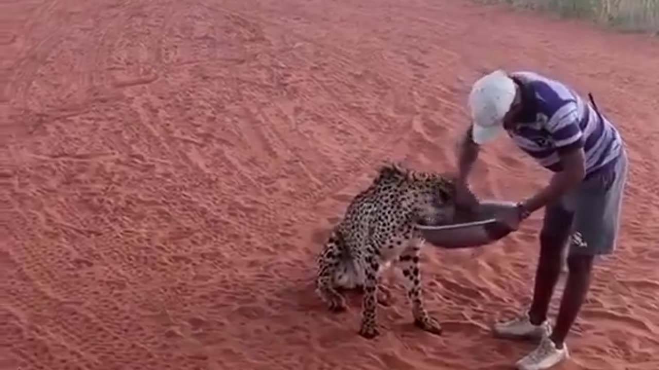 For the cheetah, it's lunch time