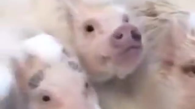 bathing piglets with foam