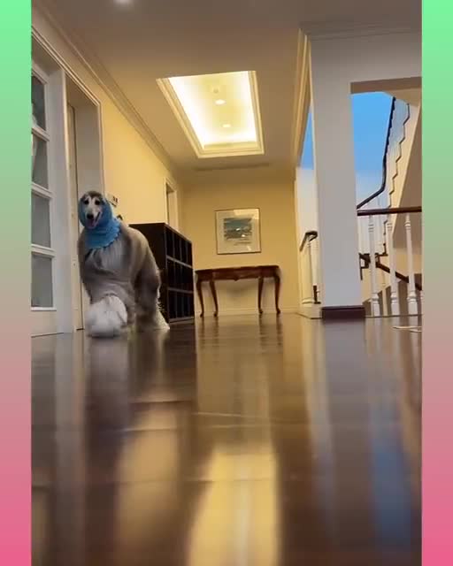 Funny and Cute Dog Video Compilation_29 _#short