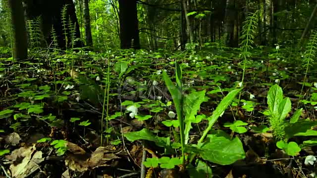 Spring in the forest