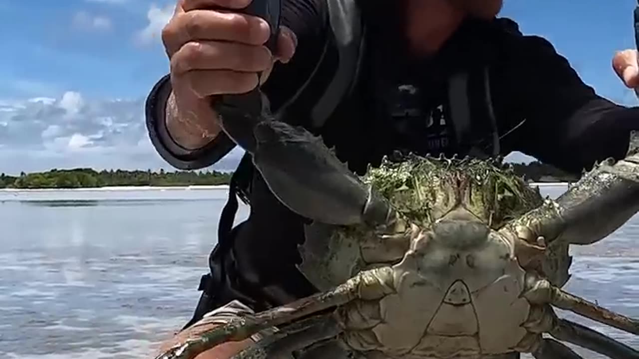 The Biggest Mudcrab I've ever caught