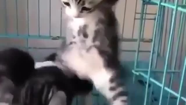Cat Missions impossible