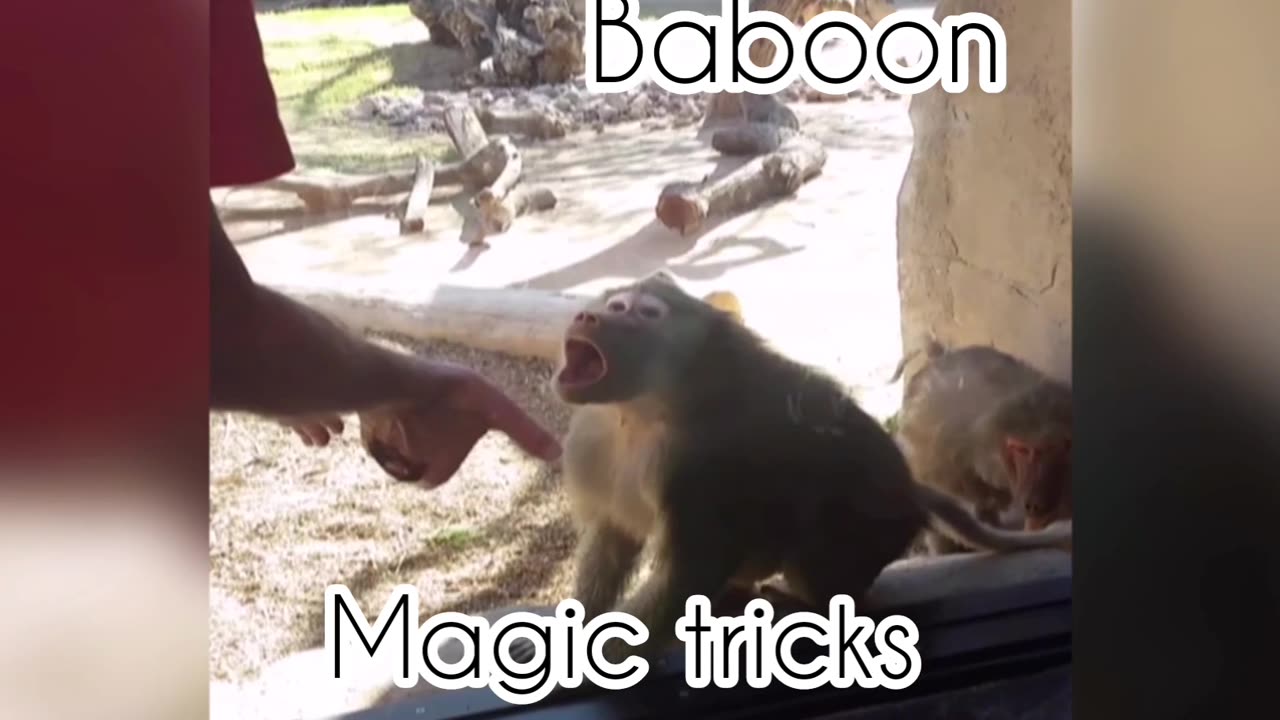 Baboon is amazed by magic tricks.