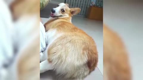 Corgi: Who said you can eat toast