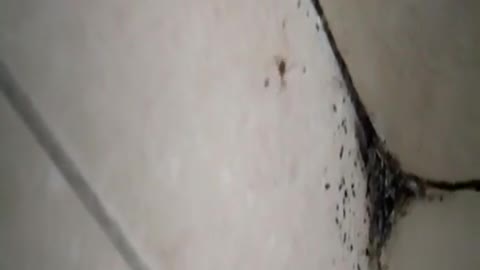 Spider Web Keep