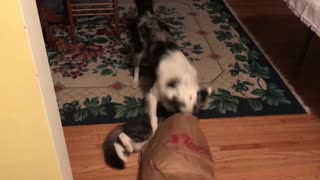 Border Collie rescues cat