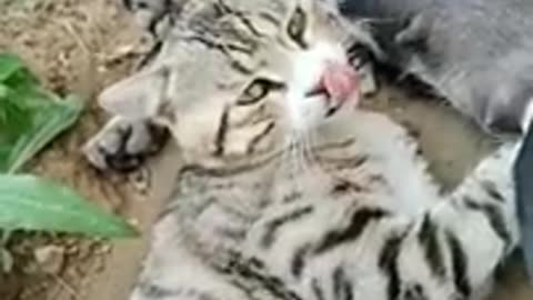 Cats and dogs funniest animals video😀😂🤣😃😄😅😹😸😺🙀