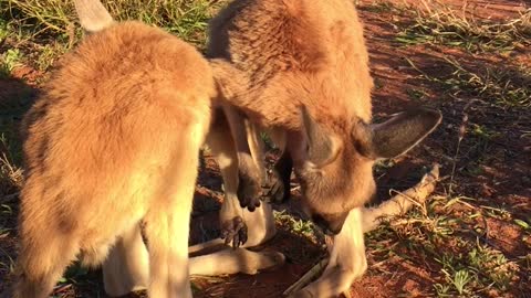 Kangaroo Hugs from Down Under