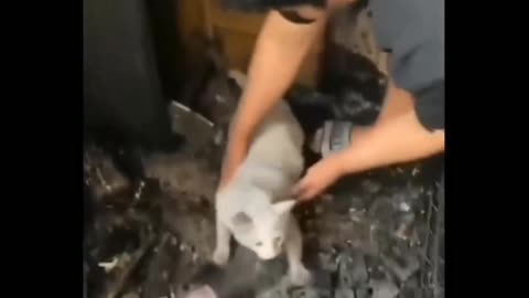 Cat save her self from fire