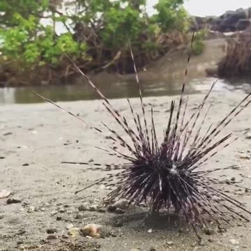 Sea urchin 🐟