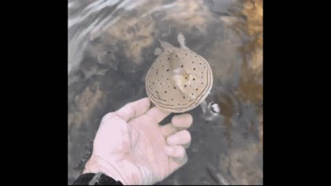 Gif video of releasing the turtle