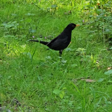 The bird that reinvented mating #mockumentary #nature #wildlife