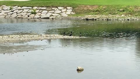 Black Cormorants I think