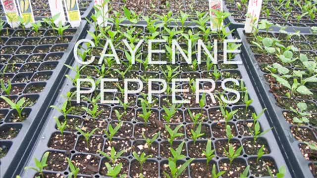 Backyard Greenhouses - Tomatoes and other seedlings, 2 weeks later