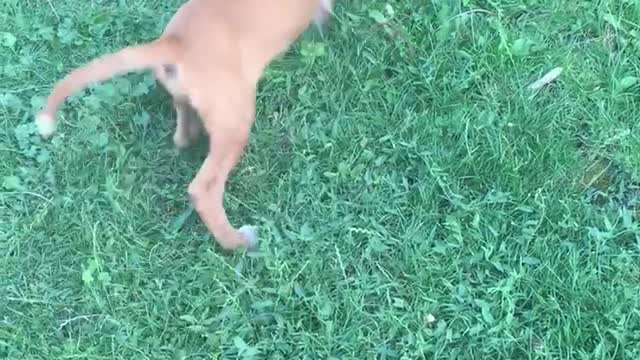 My dogs play the frog