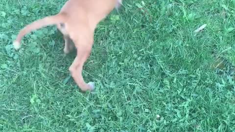 My dogs play the frog