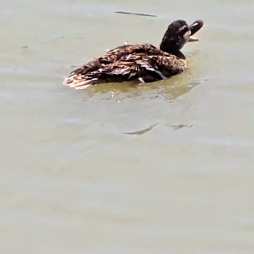 Cute duck by the river / a beautiful duck in the water.