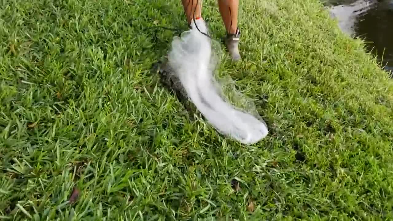 Using Giant Net Trap To Capture Colorful Fish For Feeding