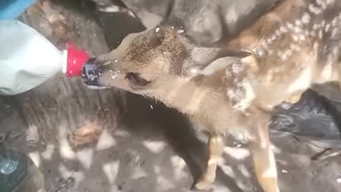 Russian soldier feeds a fawn