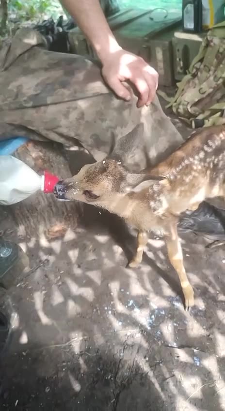 Russian soldier feeds a fawn