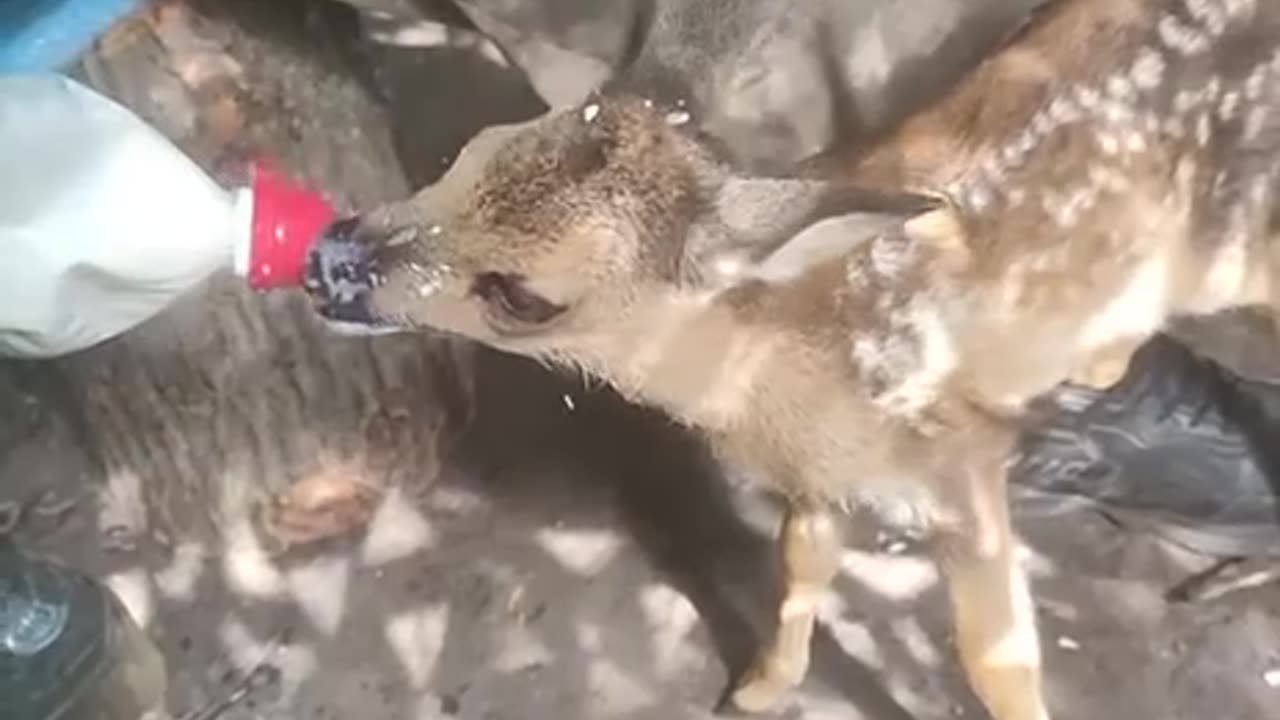 Russian soldier feeds a fawn