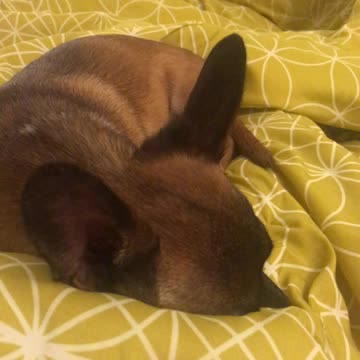 Puppy has a trigger word!