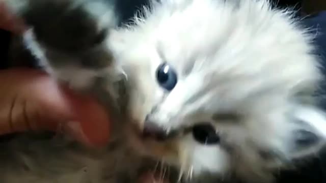 Cat video Cat Love And Funny car video #shorts #shortvideo #cat #cats