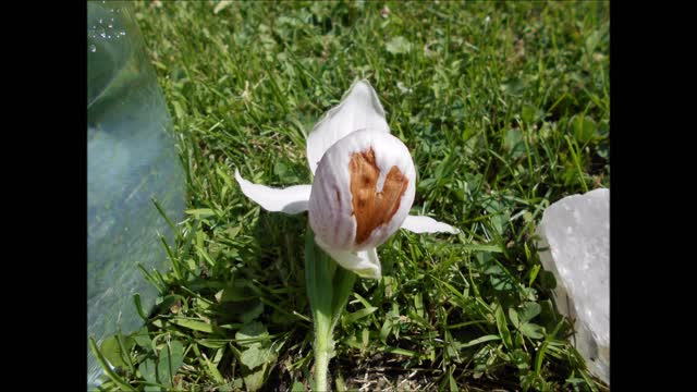 Evening Music of the Showy Lady Slipper Flower June 2020