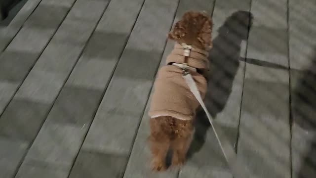 a cute puppy taking a walk in the evening