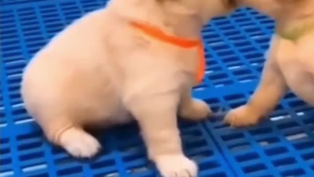 Let`s Have some Fun with those Animals ! #2