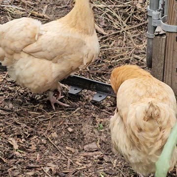 OMC! Two hens hoping that I will give them a treat!