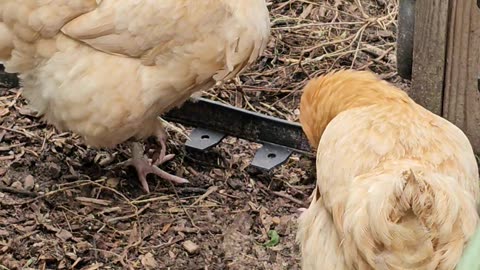 OMC! Two hens hoping that I will give them a treat!