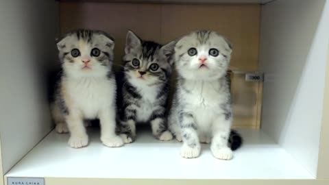 Adorable Kittens Moving Their Heads In Sync