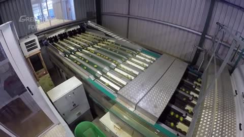 New Zealand_ Amazing Kiwi Farm- Kiwi fruit Harvesting and Packing in factory🥝🥝🥝
